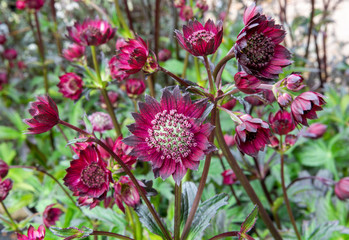 Closeup of ASTRANTIA 'Gill Richardson'. Red, green, purple flowers, with blurred flowers and foliage in background.