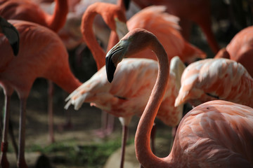 Portrait of  American flamingo (Phoenicopterus ruber)