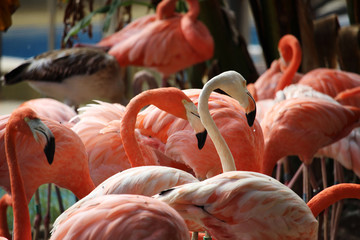 Flamencos rojos o flamencos del Caribe (Phoenicopterus ruber)