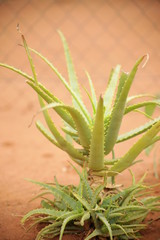 close up of aloe vera