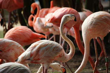 Flamencos rojos o flamencos del Caribe (Phoenicopterus ruber)