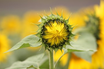 Sunflower opening among a background of Lavender