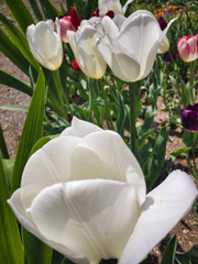It's a nice day. The tulip at the top greets everyone.