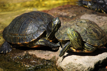 Fototapeta premium Close up of turtles of the specie called red-eared slider (Trachemys scripta elegans). Also known as the red-eared terrapin or red-eared slider turtle, 