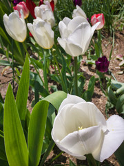 It's a nice day. The tulip at the top greets everyone.