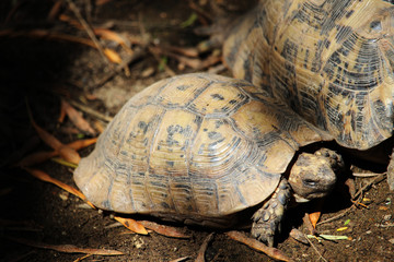 Tortuga mora (Testudo graeca) 