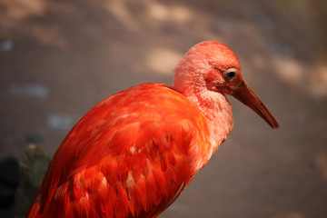 Ibis escarlata​, también llamado corocoro rojo, corocoro colorado, corocora, garza roja, sidra o guará. (Eudocimus ruber)