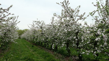 Fototapeta na wymiar Apple trees during flowering. Beautiful flowering orchard in spring. 