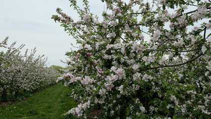 Apple trees during flowering. Beautiful flowering orchard in spring.