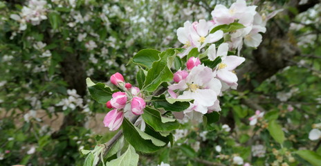 Branch of a blooming  apple tree .
Pink buds and white flowers adorn the branches of an apple tree in early spring.
 