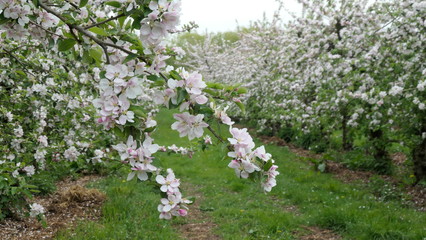 Branch of a blooming  apple tree .
Pink buds and white flowers adorn the branches of an apple tree in early spring.
 