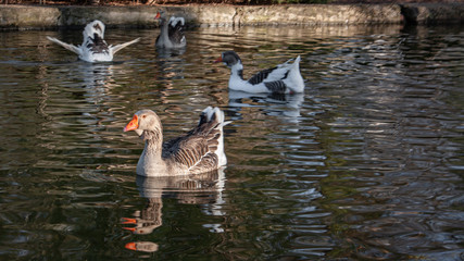 Ducks on the lake in the City garden Park