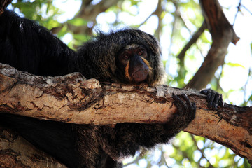 Sakí cariblanco, un primate neotropical. Pithecia pithecia (White-faced saki)