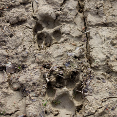 dog footprints imprinted in the mud