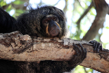 Sakí cariblanco, un primate neotropical. Pithecia pithecia (White-faced saki)