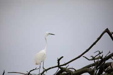 중대백로가 보이는 아름다운 풍경