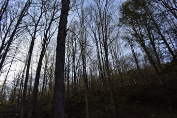 Naklejka premium trees in the forest