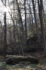 forest in the forest