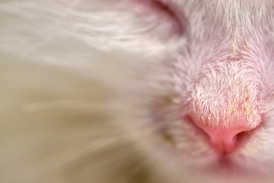 kitten with runny nose macro color close-up