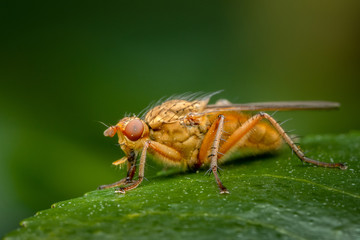 Closeup of a fly insect on a green leaf in the garden