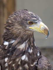 Gros plan sur la tête d'un aigle