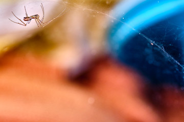 Spider hangs upside down on a web macro color