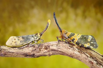 Dark-horned Lantern-fly (Pyrops spinolae) and White wing Lantern-fly (Pyrops astarte),a species of...