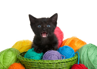 Fototapeta na wymiar Adorable black tabby kitten with blue eyes in a green woven basket full of yarn overflowing yarn onto table, isolated on white background. Kitten looking directly at viewer with mouth open