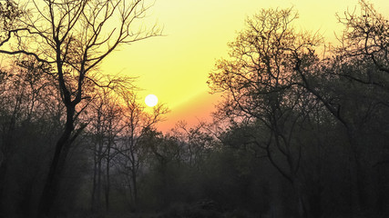 sunset and forest trees at tadoba andhari tiger reserve