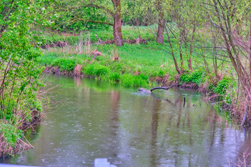 forest stream flowing