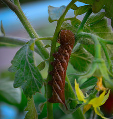 insectos en el jardin