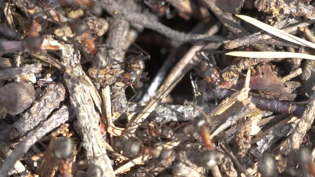 Ants working on their anthill, going in & of a tunnel