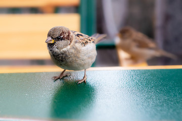 Sparrows sitting on outdoor cafe table. Close up of Eurasian tree sparrow (Passer montanus)  male and female blurred on background. Cheeky urban bird in the city eating leftovers after lunch. 
