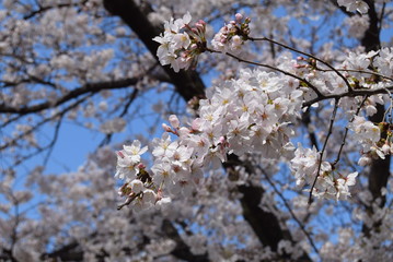 桜