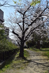 Naklejka premium 桜