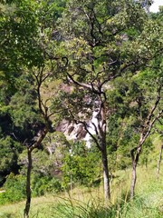 Tree Near To The Waterfall