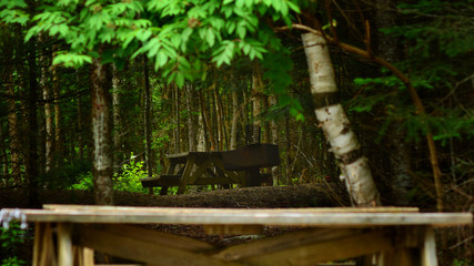 Forest and picnic table