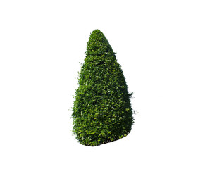 Solitary Ornamental Tree With Garden Design, Ornamental Plant Gardening In tropical countries, it is popular to decorate houses. © Arteekom