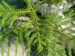 small evergreen trees in the park