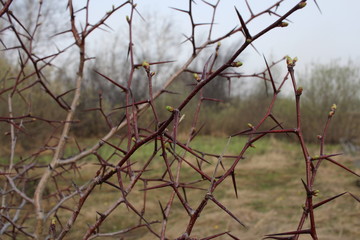 prickly tree branches with thorns in the forest plant