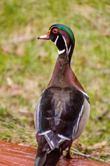 Close up portrait of colorful male wood duck on on grass during spring time