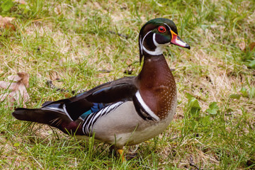 Close up portrait of colorful male wood duck on on grass during spring time