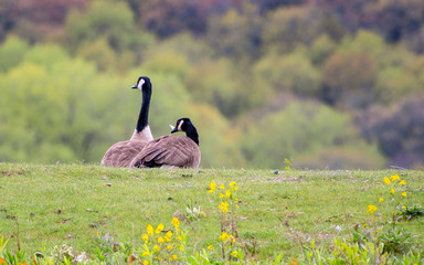 Geese are enjoying spring time on green grass