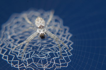 web white spider