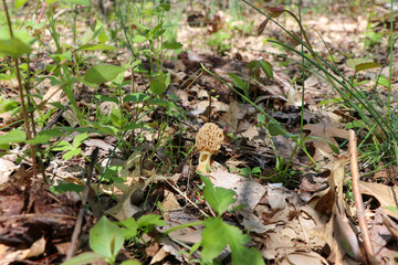 A true morel (Morchella) growing in the woods