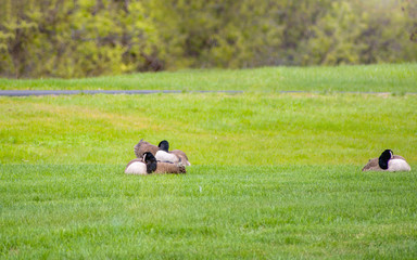Geese are enjoying spring time on green grass