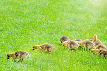 Goslings are enjoying springtime on green grass

