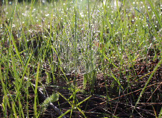 cobwebs in the grass sparkle with dew drops in nature in summer