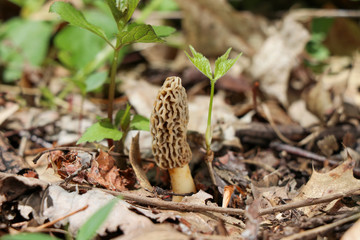 A true morel (Morchella) growing in the woods