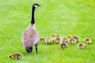 Geese and goslings are enjoying springtime on green grass